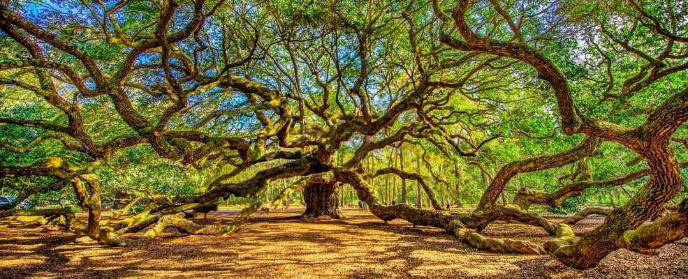 The Angel Oak Tree on Johns Island