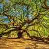 The Angel Oak Tree on Johns Island